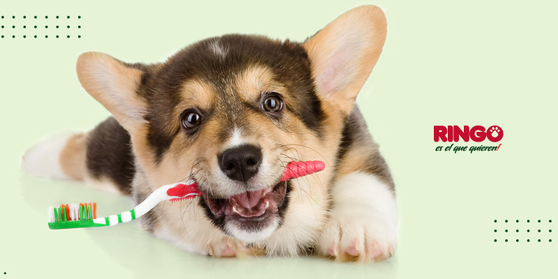 como cuidar la dentadura de tu perro